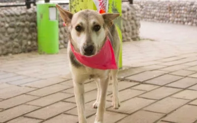 ADOPCIÓN DE MASCOTAS EN EL PASEO CANTO DEL VIENTO